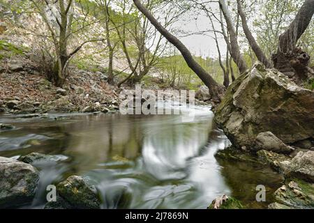 Corpo enorme e rotto di albero ad acqua riflessione di superficie. Foto Stock