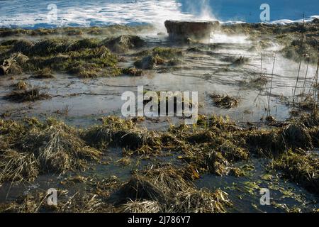 Il tubo sporge da terra nella palude. Artefatto nell'ambiente. Il tubo arrugginito rilascia acqua nel fiume. Inquinamento dell'ambiente. Foto Stock