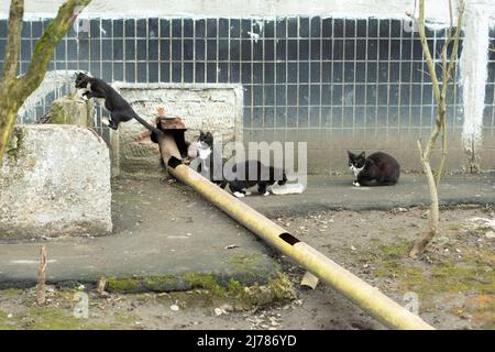 Gattini vaganti mangiano cibo. Un sacco di gatti vicino casa. Gli animali vengono abbandonati per strada. Foto Stock