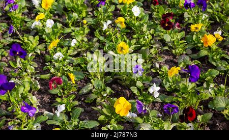 Le mutandine o le mutandine multicolore come sfondo o motivo. Campo di pantie colorate con fiori bianchi gialli e viola. Fuoco selettivo Foto Stock