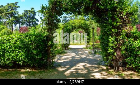 Archi di piante verdi e aggrovigliate nel Parco campo del Moro, Madrid. Foto Stock