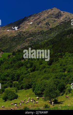 Le mucche pascolano in lussureggianti pascoli sotto colline ben boscose e pendii rocciosi dove alcune zone di neve resistono al sole di fine giugno che riscalda il villaggio orientale dei Pirenei di El Serrat nella valle di Ordino, Andorra. Foto Stock