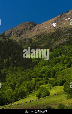 Bestiame pascolo su pascoli verdeggianti sotto colline ben boscose e pendii aspre dove alcune macchie di neve ancora si trovano alla fine di giugno sole riscaldamento il villaggio orientale dei Pirenei di El Serrat nella valle Ordino, Andorra. Foto Stock