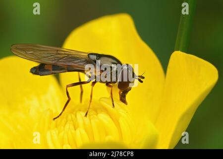 Primo piano su un piccolo hoverfly di Fuskyface variabile, Melanostoma mellinum, seduto in un fiore giallo del butterCup nel campo Foto Stock