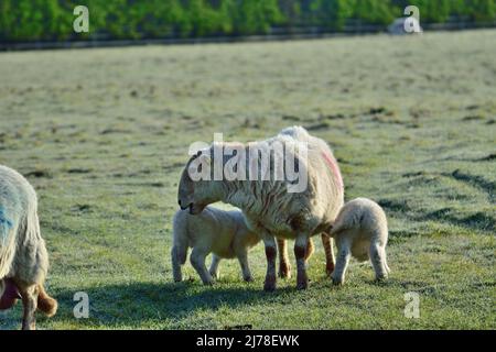 Agnelli che succhiano la madre nel loro campo Foto Stock