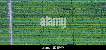 Vista panoramica del campo di girasole. Vista dall'alto delle teste di girasole. La foto è scattata dal drone. Foto Stock