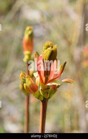 Sycamore acero albero acer pseudoplatanus foglia germogli germogliare in primavera Foto Stock