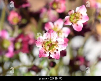 Saxifrage rosa Saksifraga Arendsii fiorito in un giardino in primavera Foto Stock