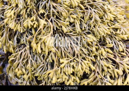 Le alghe marroni canaliculata Pelvetia canaliculata canalizzato rack su una roccia Foto Stock