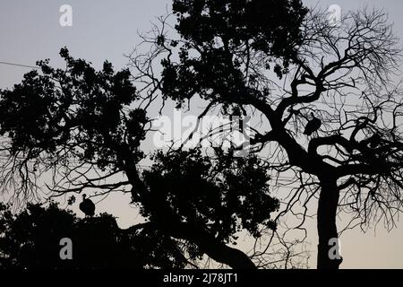 Fort Huachuca Landscape 4, maggio 4 2022 Foto Stock