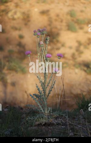 Fort Huachuca Landscape 3, maggio 4 2022 Foto Stock