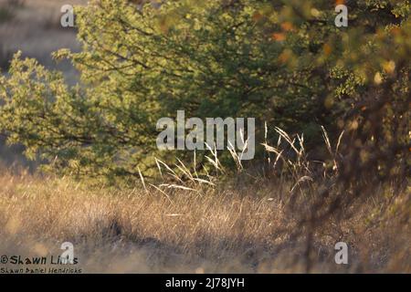 Fort Huachuca Landscape1, maggio 4 2022 Foto Stock