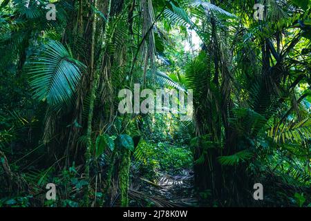 Ecuador Foresta pluviale. Verde natura sentiero escursionistico nella giungla tropicale. Valle di Mindo - Foresta nuvolosa di Nambillo, Ecuador, Andes. Sud America. Foto Stock