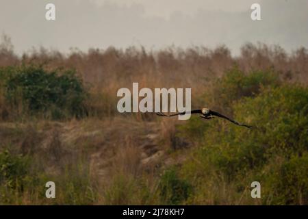 Minor Fish Eagle o Icthyophaga humilis in aria testa su con alingspan pieno in sfondo verde naturale nella zona dhikala del parco nazionale jim corbett Foto Stock