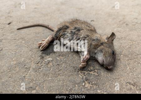 corpo del mouse morto su una superficie di asfalto sabbioso Foto Stock