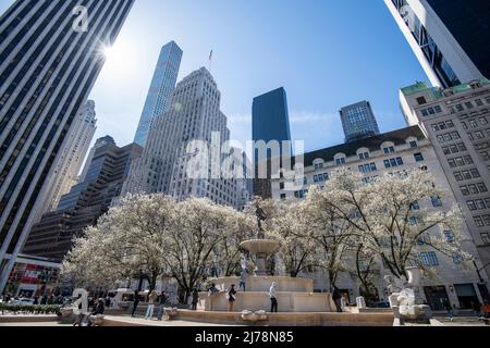 Primavera Blossom al Grand Army Plaza a New York City. USA Foto Stock