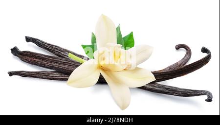 Tenero fiore alla vaniglia e cialde secche di vaniglia isolate su sfondo bianco. Foto Stock