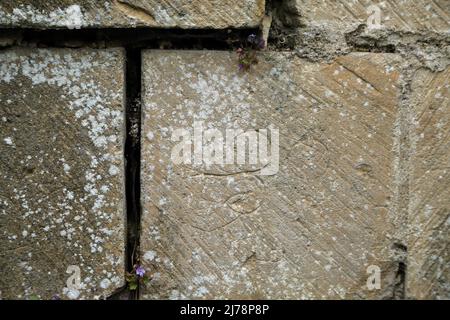 Antichi graffiti su muro di rovine di St Martin le Grand, Cannon Street, dover, Kent, Inghilterra, Regno Unito Foto Stock