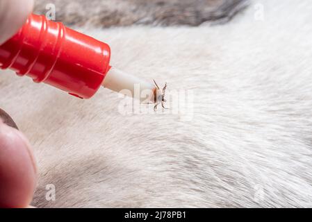 Rimozione di un segno di spunta da un cane. Un segno di spunta nelle pinze per la rimozione dei parassiti in primo piano. Pericolo per gli animali. Foto Stock