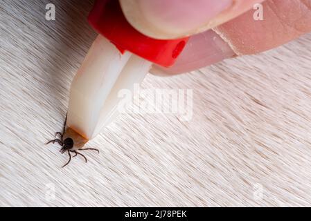 Rimozione di un segno di spunta da un cane. Un segno di spunta nelle pinze per la rimozione dei parassiti in primo piano. Pericolo per gli animali. Foto Stock