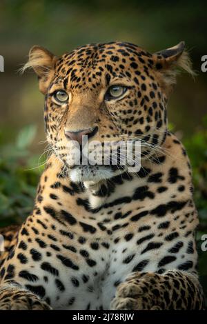 il leopardo di Javan che si posa nella giungla, erba, alberi e in attesa di spolio. Ritratto di un raro leopardo asiatico. Panthera pardus melas. Sole del mattino. Foto Stock