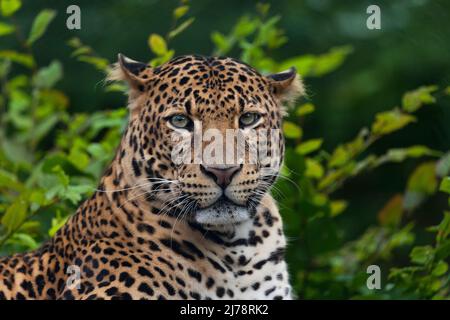 il leopardo di Javan che si posa nella giungla, erba, alberi e in attesa di spolio. Ritratto di un raro leopardo asiatico. Panthera pardus melas. Sole del mattino. Foto Stock