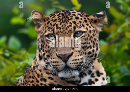 il leopardo di Javan che si posa nella giungla, erba, alberi e in attesa di spolio. Ritratto di un raro leopardo asiatico. Panthera pardus melas. Sole del mattino. Foto Stock