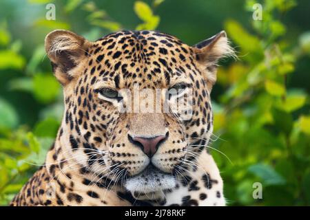 il leopardo di Javan che si posa nella giungla, erba, alberi e in attesa di spolio. Ritratto di un raro leopardo asiatico. Panthera pardus melas. Sole del mattino. Foto Stock
