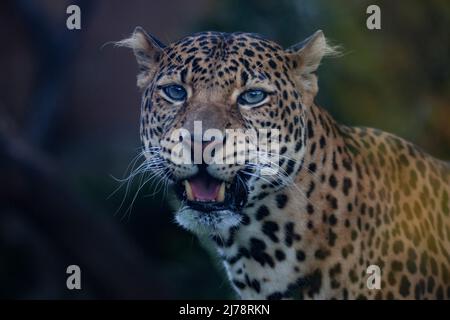 il leopardo di Javan che si posa nella giungla, erba, alberi e in attesa di spolio. Ritratto di un raro leopardo asiatico. Panthera pardus melas. Sole del mattino. Foto Stock