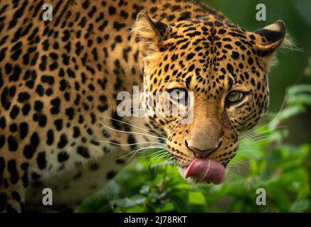 il leopardo di Javan che si posa nella giungla, erba, alberi e in attesa di spolio. Ritratto di un raro leopardo asiatico. Panthera pardus melas. Sole del mattino. Foto Stock