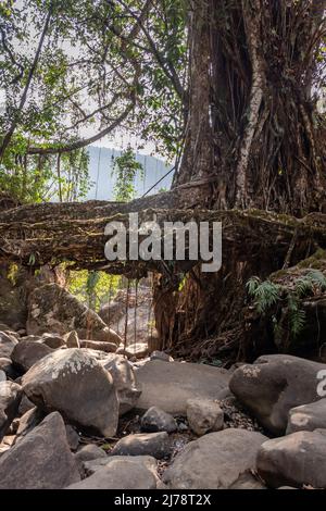 isolato albero radice ponte naturale formato unico piano al giorno da angolo piatto Foto Stock