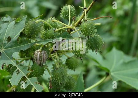 Primo piano delle poche capsule di semi maturi appese di una pianta di Ricinus Communis e di una foglia Foto Stock