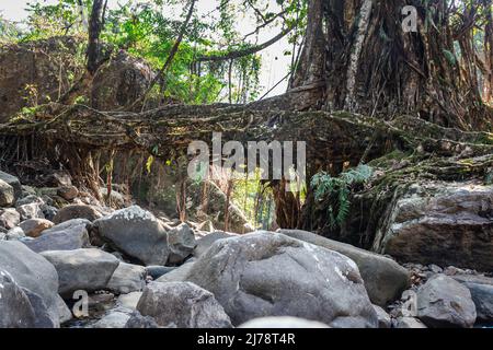 isolato albero radice ponte naturale formato unico piano al giorno da angolo piatto Foto Stock