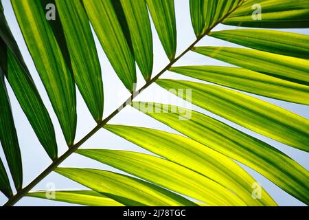 Foglia di palma in primo piano su sfondo cielo blu Foto Stock