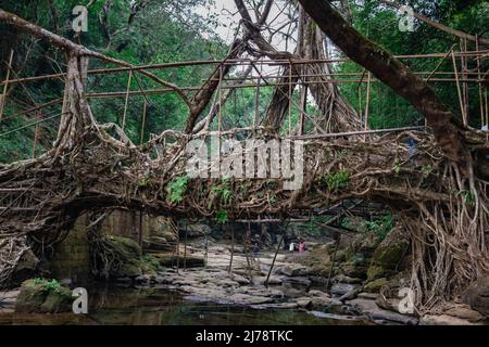 Isolato albero radice ponte naturale formato singolo decker al giorno da immagine angolo piatto è preso a mawlylong shora india il Apr 03 2022. Foto Stock