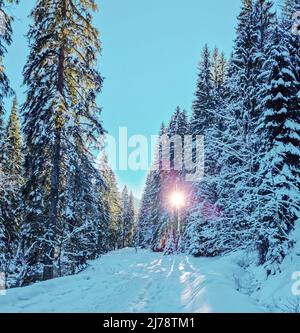 Abeti coperti di neve e strada innevata nella foresta invernale. Bellissimo sfondo invernale. Foto Stock