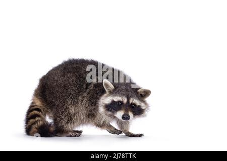 Adorabile raccoon, noto anche come procion lotor, in piedi lateralmente. Guardando verso la fotocamera. Isolato su sfondo bianco. Foto Stock