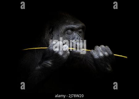 Ritratto di un gorilla lowland occidentale (GGG) da vicino. Silverback - maschio adulto di un gorilla in un habitat nativo. Giungla della Repubblica Centrafricana Foto Stock