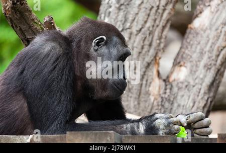 Ritratto di un gorilla lowland occidentale (GGG) da vicino. Silverback - maschio adulto di un gorilla in un habitat nativo. Giungla della Repubblica Centrafricana Foto Stock