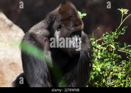 Ritratto di un gorilla lowland occidentale (GGG) da vicino. Silverback - maschio adulto di un gorilla in un habitat nativo. Giungla della Repubblica Centrafricana Foto Stock