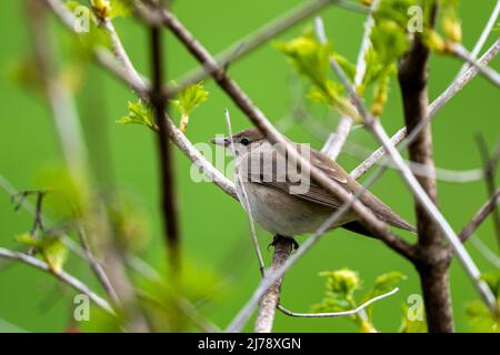 L'uccello nascosto nel cespuglio. Orditoio da giardino, Sylvia borin, Polonia. Foto Stock