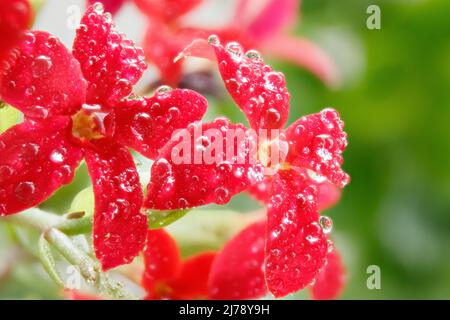 I fiori di Kalanchoe sono ravvicinato sullo sfondo delle foglie verdi. Macrofotografia. Fiori rossi ricoperti di grandi gocce di rugiada. Foto Stock