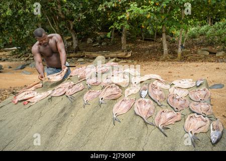 Pescatore che sparge pesce pulito e salato su una pietra per asciugarli al sole. Foto Stock