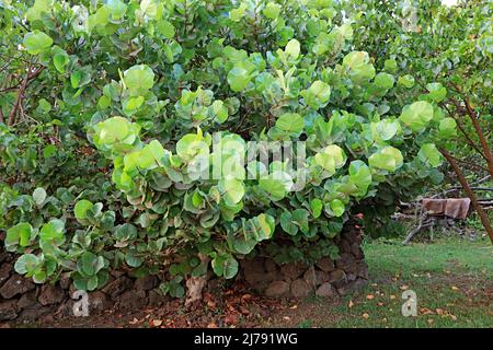 Albero della colza (Coccoloba Uvifera) sull'isola di Pasqua, Cile, Sud America Foto Stock