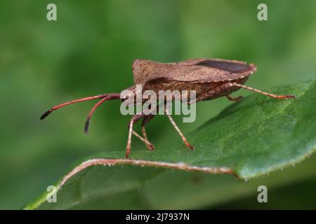 Dock Bug Coreus marginatus Foto Stock