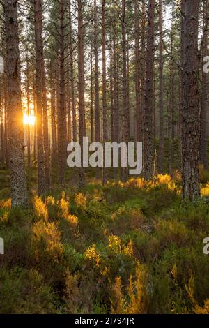 Tramonto nella foresta che circonda Loch Morlich vicino ad Aviemore nel distretto di Badenoch e Strathspey di Highland, Scozia Regno Unito Foto Stock