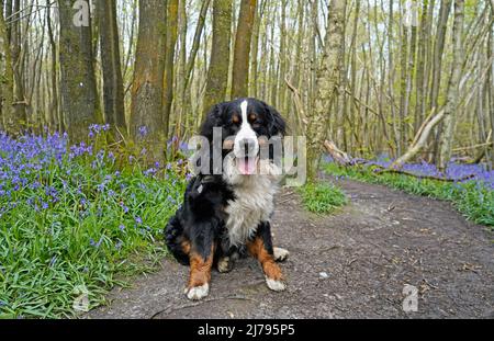 Bernese Mountain Dog nei boschi, bluebells sullo sfondo Foto Stock