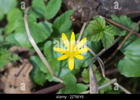 Ficaria verna, minore celandina, pilewort primavera giallo fiore closeup fuoco selettivo Foto Stock