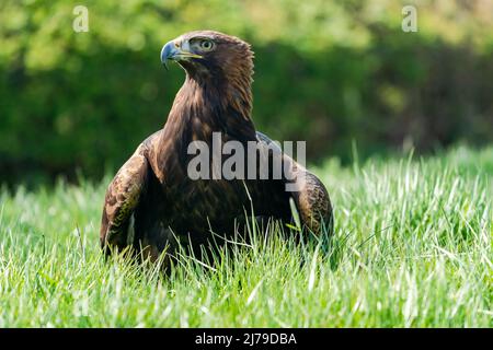 Aquila reale (Aquila chrysaetos) - uccello della famiglia Accipitridae che vive nell'emisfero settentrionale Foto Stock