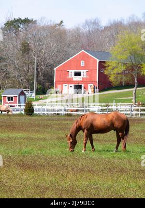 I cavalli pascolano nei campi di C J's Ranch, West Barnstable, Massachusetts, a Cape Cod, USA Foto Stock